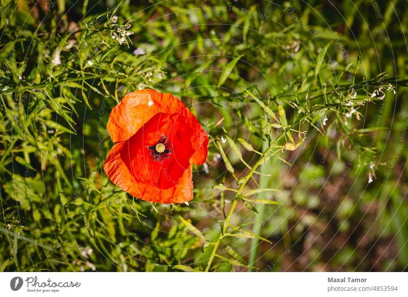 Ein roter Mohn in der Nähe eines Weizenfeldes in der Nähe von Pesaro und Urbino im Montefeltro in der Region Marken, Italien, am Ende des Frühlings Ackerbau