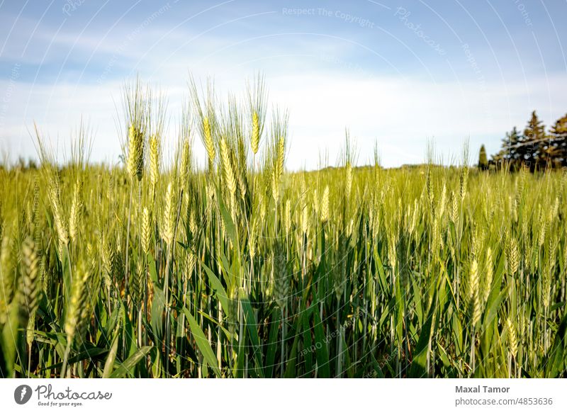 Feld mit grünem Weizen in Italien, in der Nähe von Pesaro und Urbino, in der Region Marken in Italien. Nahaufnahme der Ähren mit Detail der Körner