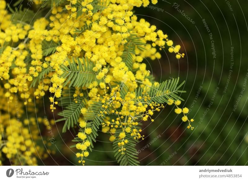 Frühling Mimosenblüten. Konzept der Frühlingssaison. Symbol des 8. März, glücklicher Frauentag. selektiver Fokus. Kopierbereich. acacia dealbata. Kopierbereich.