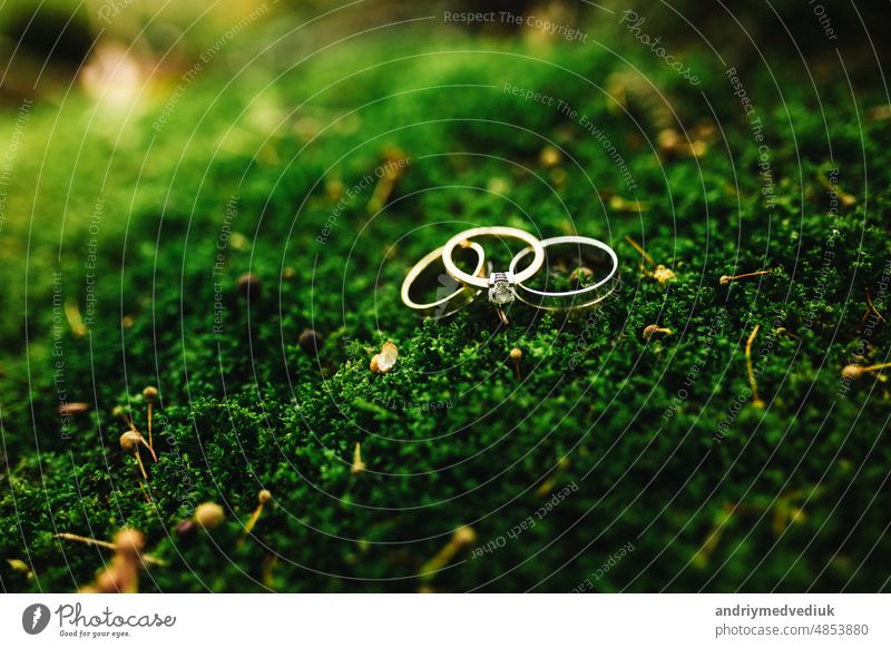 Eheringe auf grünem Moos im Wald. Natur Ring gold Details Hochzeit Hintergrund Heirat Liebe zwei Schmuck Design Symbol rustikal Paar romantisch Romantik niemand