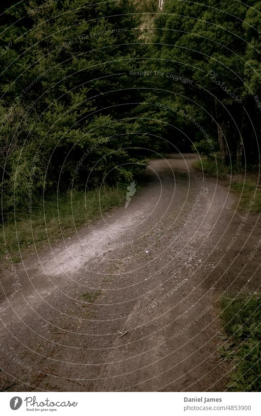 Ein Feldweg, der sich in der Abenddämmerung durch einen Wald schlängelt Wege & Pfade unbefestigter Weg Landstraße Fahrspur dunkel Landschaft Menschenleer Bäume