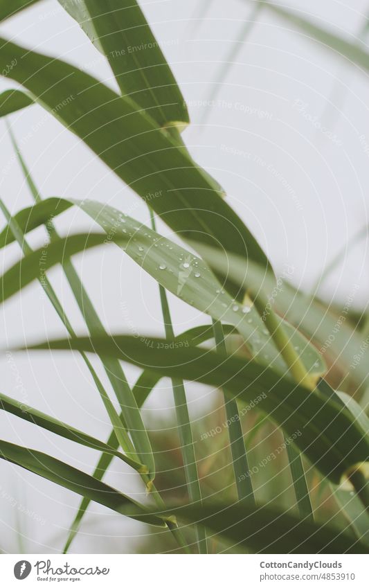 Wassertropfen auf den Blättern einer Bambuspflanze Pflanze Blatt Natur Gras Tau weiß Hintergrund Muster hell Textur natürlich Baum Garten Sommer Frühling