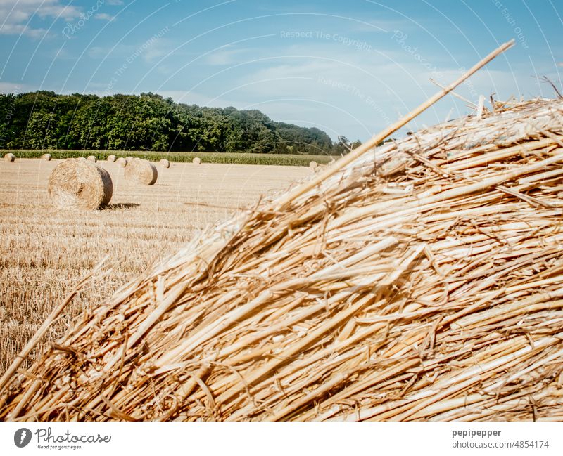 Strohballen bei der Ernte Strohballenrollen ernten Erntezeit Heu Heuballen Feld Landwirtschaft Sommer Natur Himmel Landschaft gelb Außenaufnahme blau Getreide