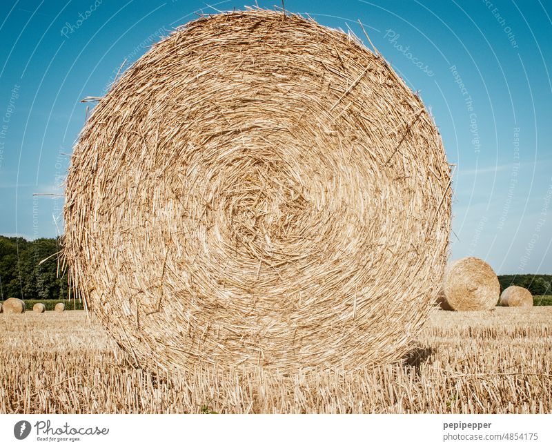 Strohballen bei der Ernte Strohballenrollen ernten Erntezeit Heu Heuballen Feld Landwirtschaft Sommer Natur Himmel Landschaft gelb Außenaufnahme blau Getreide