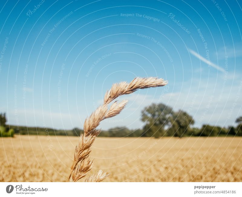 Strohballen bei der Ernte Strohballenrollen ernten Erntezeit Heu Heuballen Feld Landwirtschaft Sommer Natur Himmel Landschaft gelb Außenaufnahme blau Getreide