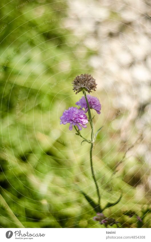 Blühende Pflanze vor unscharfer Wiese violett Sommer Duft Natur Unschärfe sommerlich natürlich lila Garten Blüte Gartenpflanzen Sommerblumen Sommertag