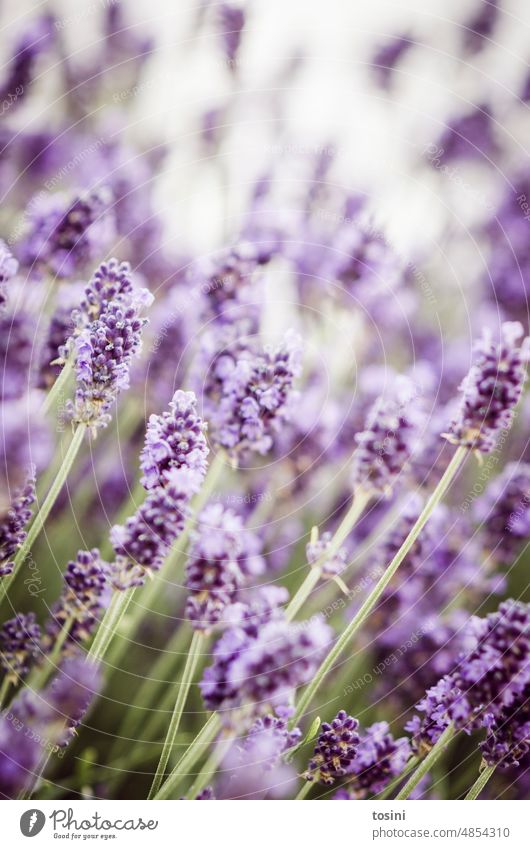 Lavendelblüten Lavendelduft violett Sommer Duft Natur Unschärfe sommerlich natürlich lila Garten Blüte Gartenpflanzen Sommerblumen Sommertag Heilpflanzen