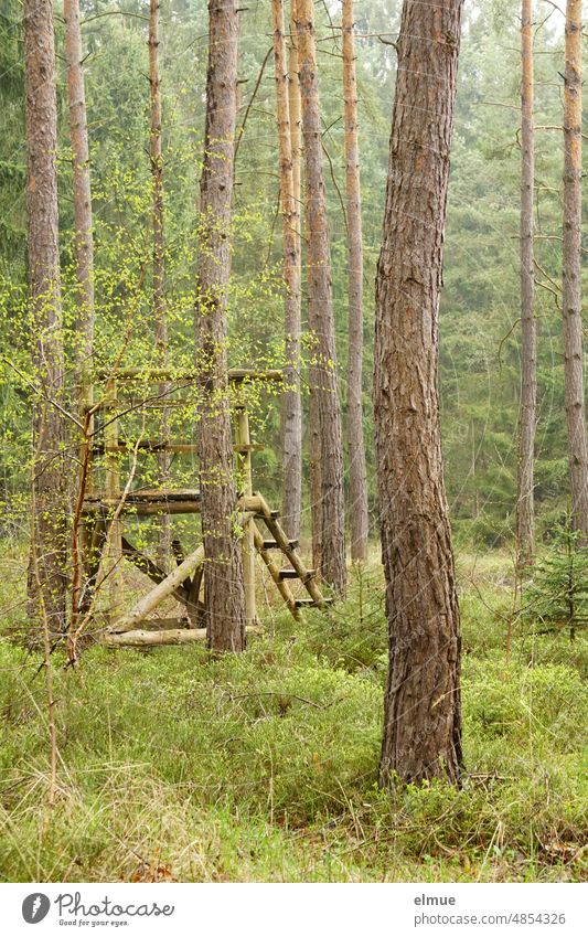 Hochsitz aus Holz zwischen Nadelbäumen / Jagd /  nachwachsender Rohstoff Wald Hochstand Ansitz Baumstamm Klima Bauwerk Natur Jagdwesen regenerative Energie