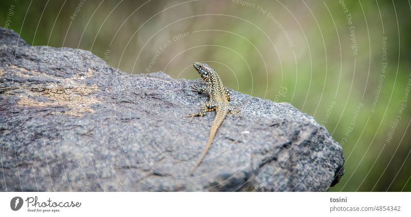 Eidechse sonnt sich auf einem Felsen Eidechse grauer Stein Reptil Tier Natur Farbfoto Wildtier Tierwelt Außenaufnahme Tierporträt Menschenleer exotisch Echsen