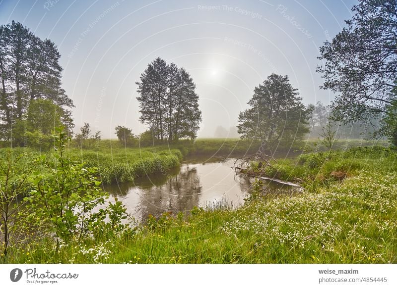 Frühling Sonnenaufgang Landschaft. Fluss in malerischen Park. Sommer neblig ruhigen Morgen ländlichen Szene. Bach in nebligem Waldgebiet. Erlenbäume am Flussufer.