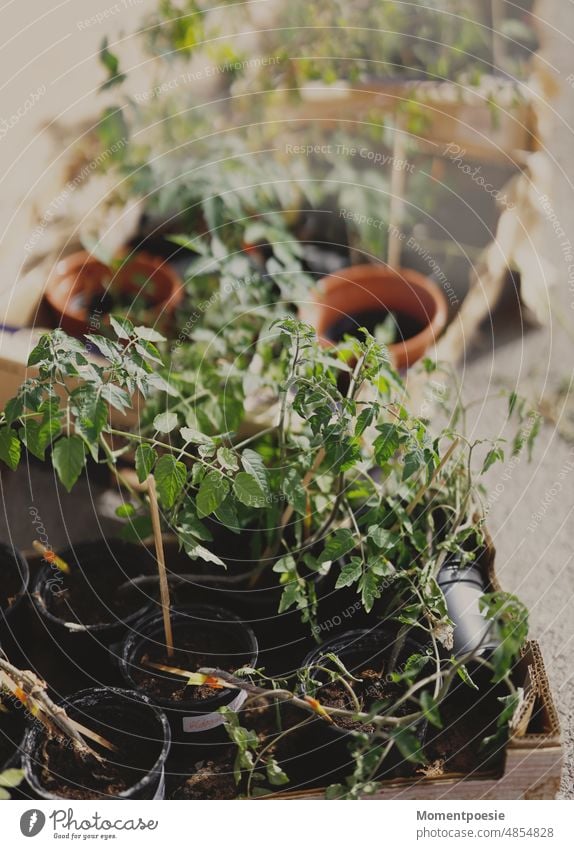 Gemüse und Kräuter angepflanzt anpflanzen gärtnern Garten Projekt Tomate Tomatenpflanze wachsen Gartenarbeit Pflanze frisch Lebensmittel Ernährung Bioprodukte