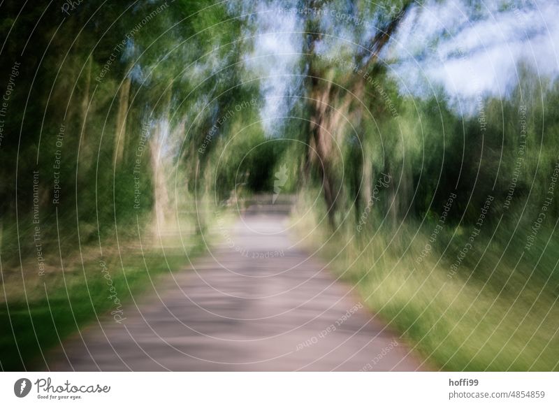 verschwommener Pfad durch eine Lichtung im Wald Weg Ungewisse Zukunft vibrierend geheimnisvoll unscharf Depression Einsamkeit ungewiss angstzustand Angst