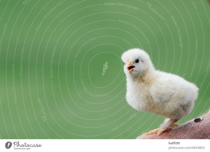 Küchen mit geöffnetem Schnabel vor grünem Hintergrund Kücken Flaum grüner Hintergrund Vogel Kot Haushuhn geschlüpft jung Huhn bauern Portrait Tier Bauernhof