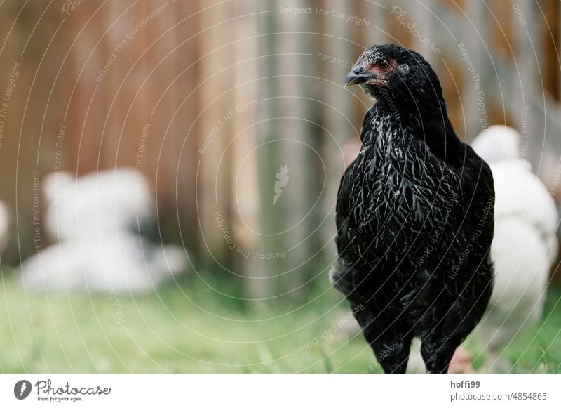 Nahaufnahme eines schwarzen Huhns Hähnchen Porträt Hühnervögel Nutztier Freilandhaltung Tierporträt Federvieh Pute Tierhaltung Haushuhn Bauernhof