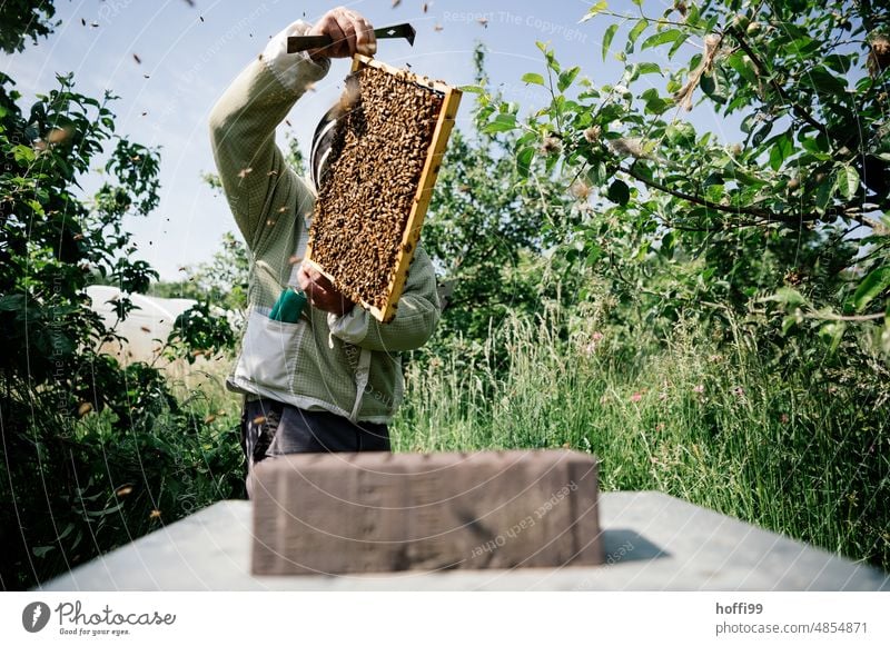 Ein Imker bei der Sichtprüfung einer Honigwabe prüfen Sichtung Bienenstock Honigbiene Imkerei Wabe Bienenwachs Bienenkorb Bienenzucht Kolonie Sommer Wachs