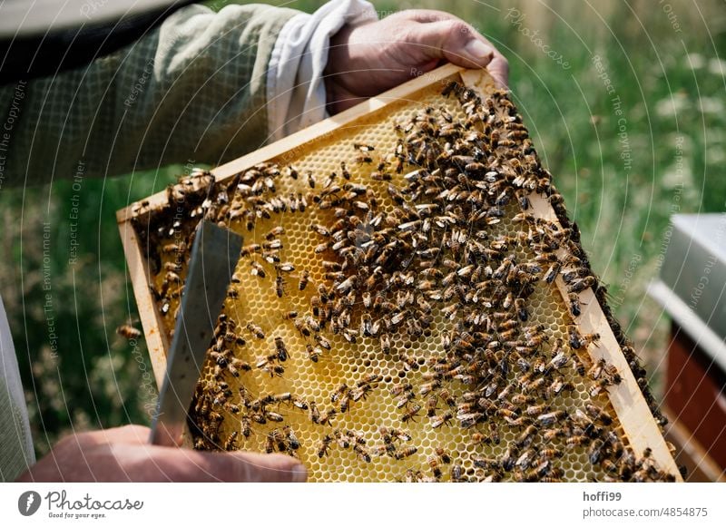 Ein Imker bei der Sichtprüfung einer Honigwabe prüfen Sichtung Bienenstock Honigbiene Imkerei Wabe Bienenwachs Bienenkorb Bienenzucht Kolonie Sommer Wachs