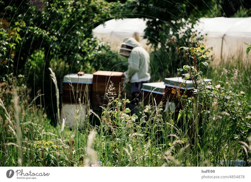 Ein Imker bei der Sichtprüfung einer Honigwabe prüfen Sichtung Bienenstock Honigbiene Imkerei Wabe Bienenwachs Bienenkorb Bienenzucht Kolonie Sommer Wachs