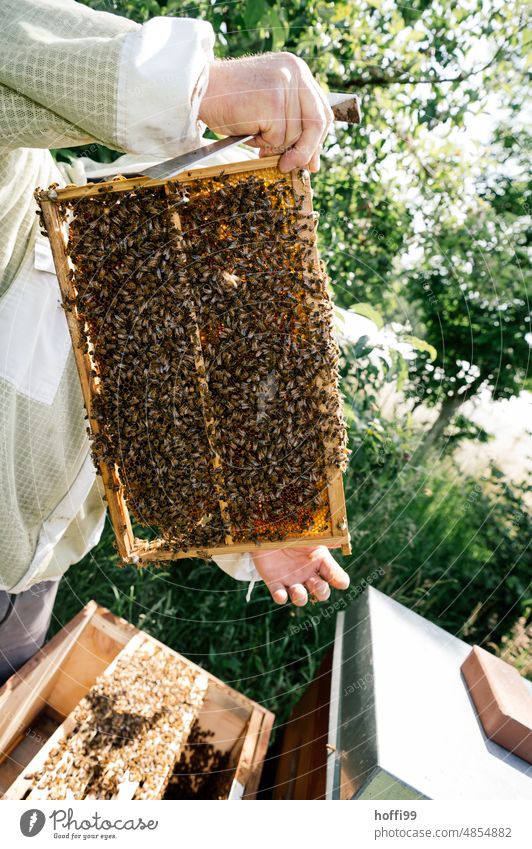 Ein Imker bei der Sichtprüfung einer Honigwabe prüfen Sichtung Bienenstock Honigbiene Imkerei Wabe Bienenwachs Bienenkorb Bienenzucht Kolonie Sommer Wachs