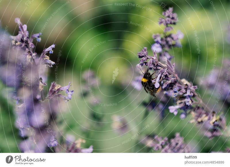 Hummel auf Lavendel Insekt Garten Lila Gelb Grün duften blühen bestäuben Nektar Blume Blüte sommerlich fliegend Heilpflanzen Wildtier Schwache Tiefenschärfe