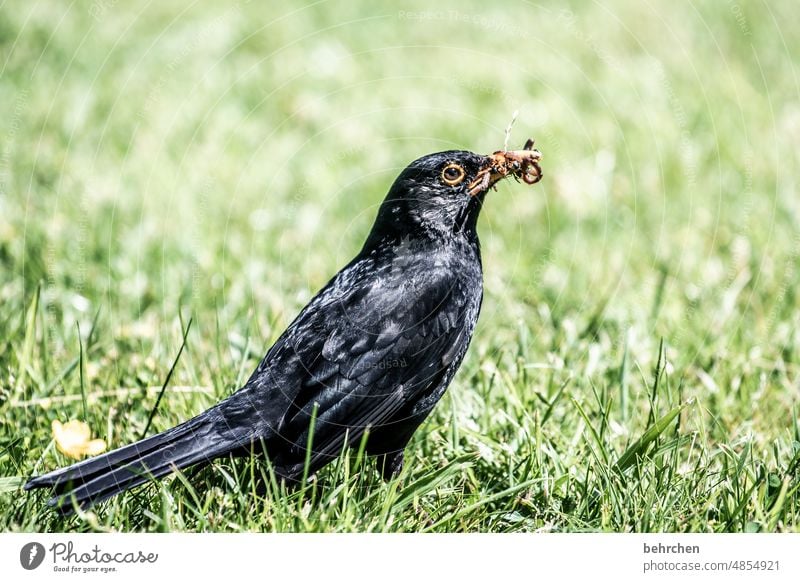 das menü heute: wurm auf wurm Natur Singvogel Futter Wildtier Sommer Jahreszeiten Farbfoto Tier Vogel Tierporträt Nahaufnahme Schnabel Feder Ornithologie