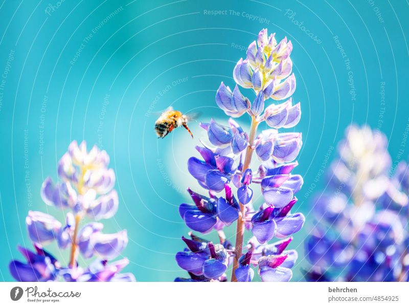 sommergefühle Lupinenblüte wunderschön blühen leuchtend prächtig Blütenstaub Umwelt Wärme fleißig Natur Pflanze Tier Sommer Schönes Wetter Blume Garten Wildtier