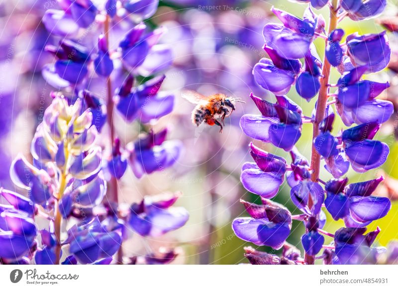 summsummsumm Lupinenblüte wunderschön blühen leuchtend prächtig Tier Pflanze Wildtier Garten Natur fleißig Blüte Wärme Blume Schönes Wetter Umwelt Blütenstaub