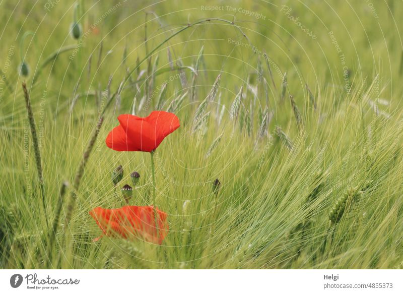 mal wieder Mo(h)ntag - Klatschmohnblüten, Mohnkapseln und Gräser im Gerstenfeld Mohnblüte Gras Ackerbau Landwirtschaft Getreide Getreidefeld Feld Sommer