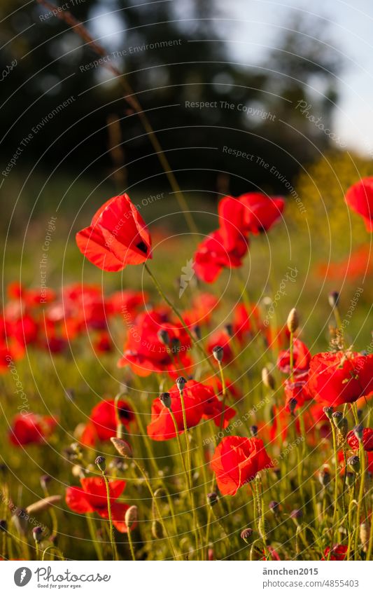 Ein Mohnfeld im Abendlicht Pflanze rot Natur Blume Mohnblüte Sommer Klatschmohn Mohnkapsel Umwelt Farbfoto Feld Menschenleer Außenaufnahme Wiese Blüte grün