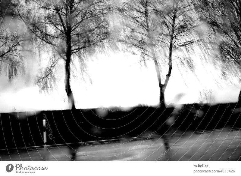 Regenstimmung mit zwei Bäumen am Straßenrand Unscharf verwischt im Vorbeifahren nass dunkel Wetter Reflexion & Spiegelung Licht Herbst Regenwetter Pfütze Wasser