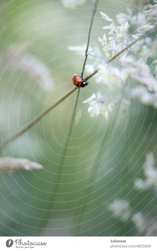 Glücksbringer Marienkäfer Käfer klein Insekt krabbeln Makroaufnahme Natur rot Tier Nahaufnahme grün Sommer Farbfoto Außenaufnahme Pflanze Menschenleer