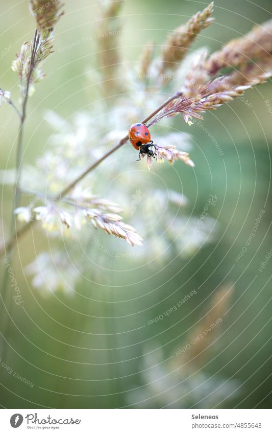 kleine Klettertour Marienkäfer Käfer Gras Wiese Tier Natur rot Nahaufnahme Insekt Farbfoto Außenaufnahme grün Makroaufnahme Pflanze Frühling krabbeln Sommer