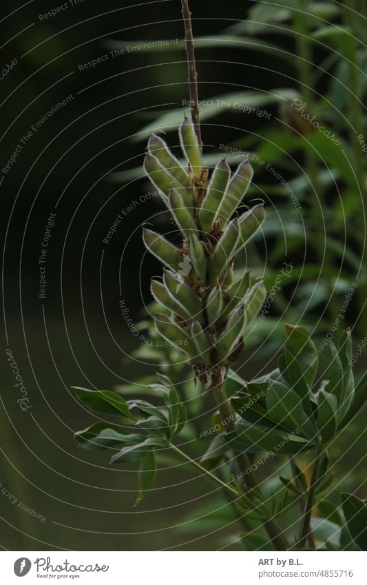 Lupine ausgeblüht mit Samenkapseln Blume Garten verblüht grün grünes abend