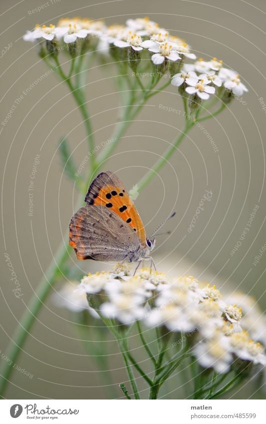 Hochparterre Pflanze Tier Wildtier Schmetterling 1 braun grün orange weiß ausruhen grazil Farbfoto Außenaufnahme Makroaufnahme Menschenleer