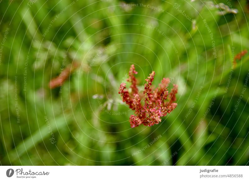 Wiese Gras Natur Sommer Pflanze zart Wachstum grün gedeihen Wärme fein Umwelt rot Blüte blühen