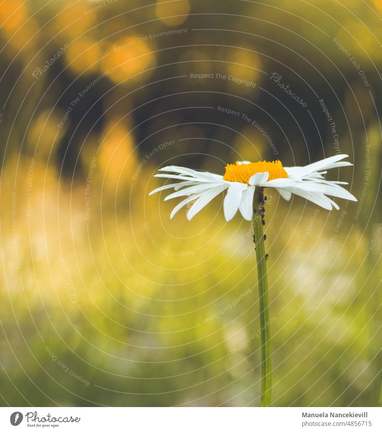 Margerite im Abendlicht Blume Blüte Sommer Natur Blühend Außenaufnahme Pflanze weiß Farbfoto Nahaufnahme Garten Unschärfe gelb Blumenwiese Wiese