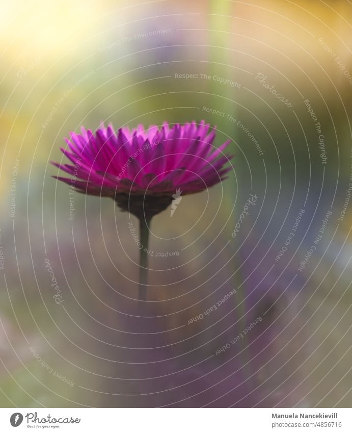 Strohblume Blume rosa Blume Makroaufnahme Detailaufnahme Außenaufnahme Sommer Farbfoto Blühend Natur Unschärfe Schwache Tiefenschärfe zart geheimnisvoll Garten