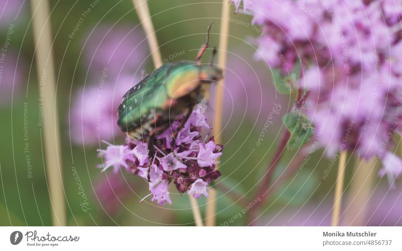 Rosenkäfer Bug beetle Natur insect Nahaufnahme Makroaufnahme Käfer Insekt Tier animal insects Außenaufnahme Farbfoto Insectphotography Schönheit in der Natur