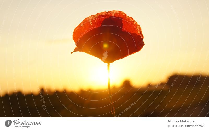 Mohnblume im Sonnenuntergang Natur Mohnblüte Blume Sommer rot Blüte Pflanze Außenaufnahme Farbfoto Wildpflanze Mohnfeld Klatschmohn Idylle roter mohn intensiv