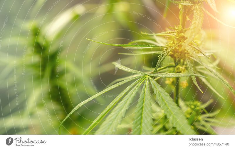 Konzept Zucht von Marihuana, Cannabis, Legalisierung, pflanzliche Alternativmedizin, CBD-Öl. Cannabispflanze, die kommerziell für die Hanfproduktion angebaut wird, Bannersitze, Copyspace für Ihren individuellen Text.