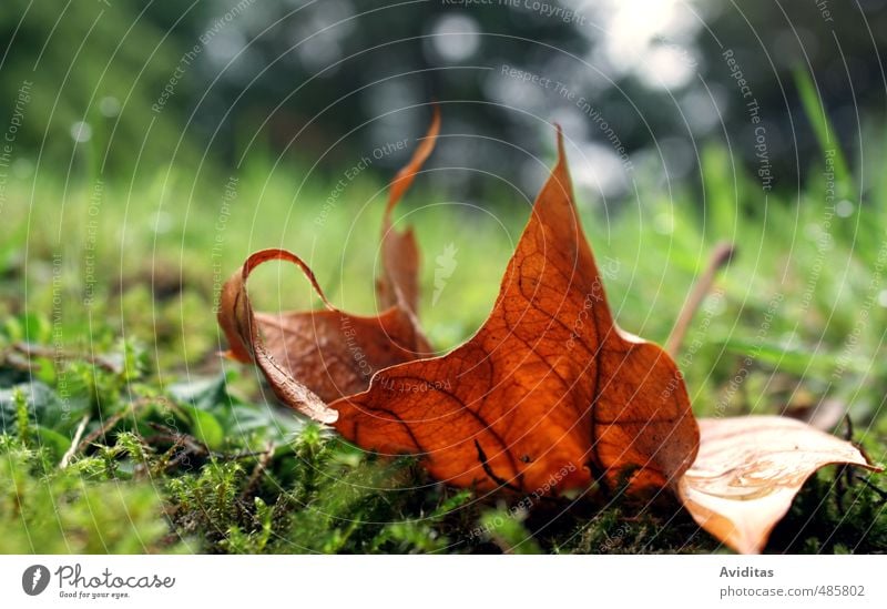 herbstliche Flammenzungen Umwelt Natur Pflanze Erde Feuer Herbst Unwetter Wind Sturm Regen Gras Moos Blatt Grünpflanze Wildpflanze Park Wald Duft fallen warten