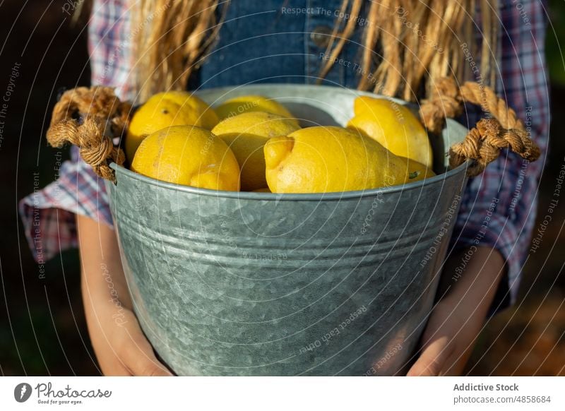 Mädchen mit Eimer voller Zitronen im Obstgarten Gärtner Landschaft Ernte Sommer Kind freundlich reif Frucht Ackerbau Landwirt führen heiter ländlich rustikal