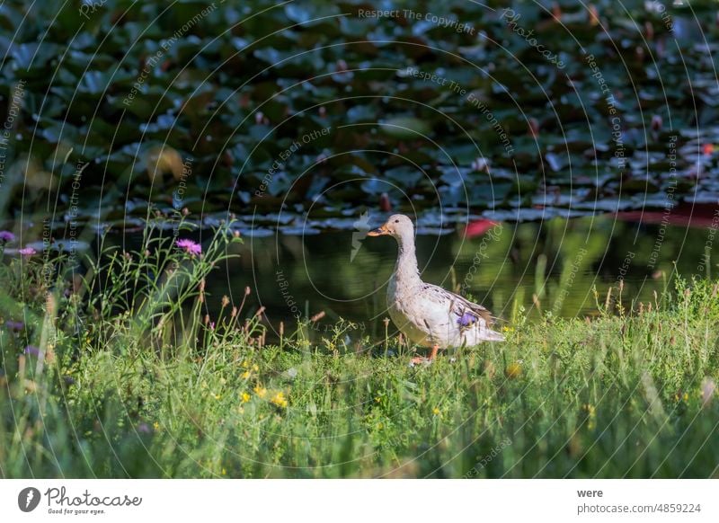 Weiße Ente am Ufer eines Teiches mit grün reflektierender Wasseroberfläche h2o liquide Tier Textfreiraum Tropfen Flüssigkeit frisch See Natur niemand