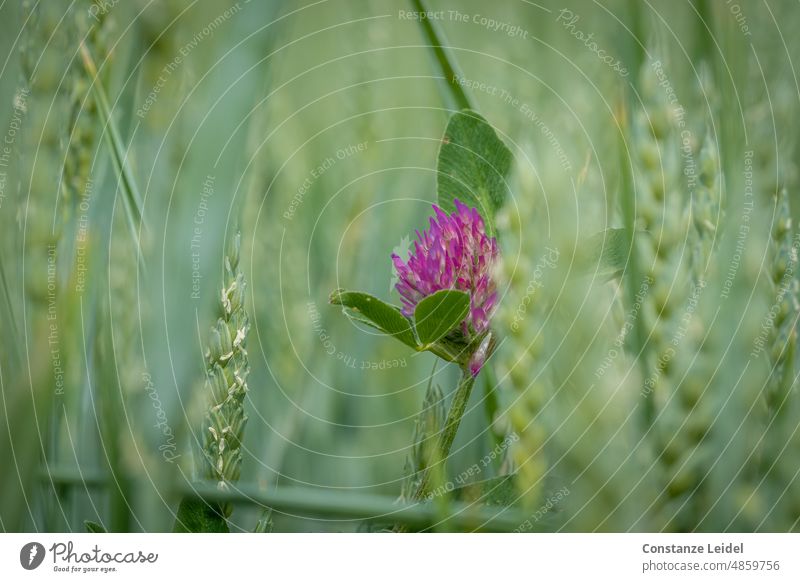 Lila Kleeblüte im Getreidefeld Pflanze Natur grün Blüte Umwelt Sommer Gras Blatt Blume Wiese blühen lila Feld Nutzpflanze Wachstum Landwirtschaft Korn Ackerbau