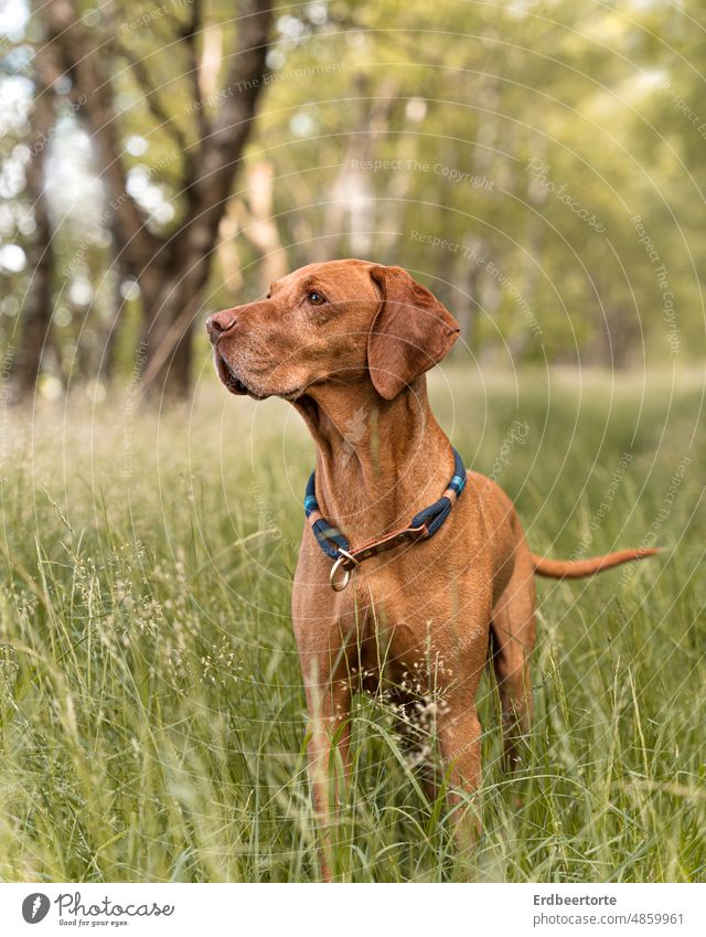 Hund in Wiese Magyar Vizsla Jagdhund Rüde Tierporträt Haustier Außenaufnahme braun wiese Natur Landschaft Wald Pirsch Tierliebe Textfreiraum oben beobachten