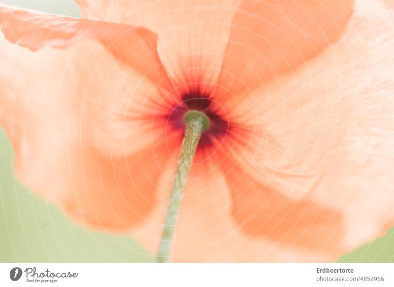 Roter Mohn in grüner Wiese Mohnblüte Sommer Blume Natur rot Pflanze Blüte Klatschmohn Mohnfeld Wildpflanze Außenaufnahme Idylle Umwelt Landschaft zart