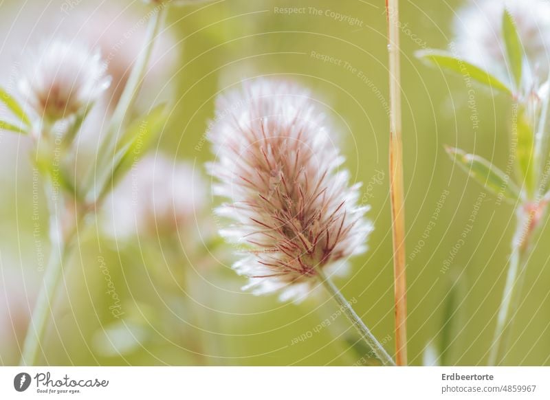 ein bisschen Sommer Gras Wiese Blume Natur grün Garten Außenaufnahme Umwelt Pflanze Farbfoto Blüte Nahaufnahme Schwache Tiefenschärfe zart schön Detailaufnahme