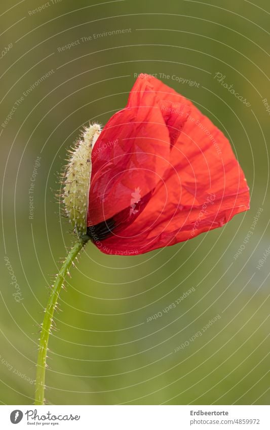 Roter Mohn in grüner Wiese Mohnblüte Sommer Blume Natur rot Pflanze Blüte Klatschmohn Mohnfeld Wildpflanze Außenaufnahme Idylle Umwelt Landschaft zart