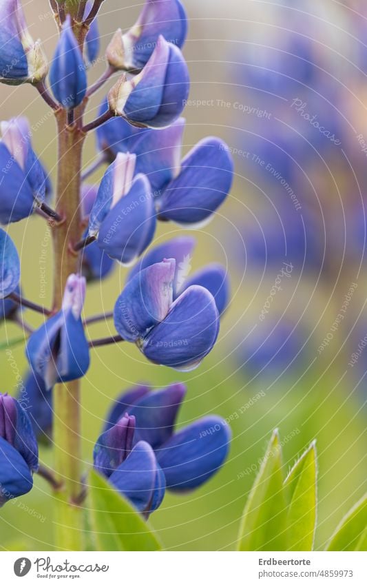 Lupine Blume Pflanze sommer lila grün Natur violett Blühend Farbfoto Außenaufnahme schön Wachstum Sommer Schwache Tiefenschärfe Duft Blüte Garten Flora