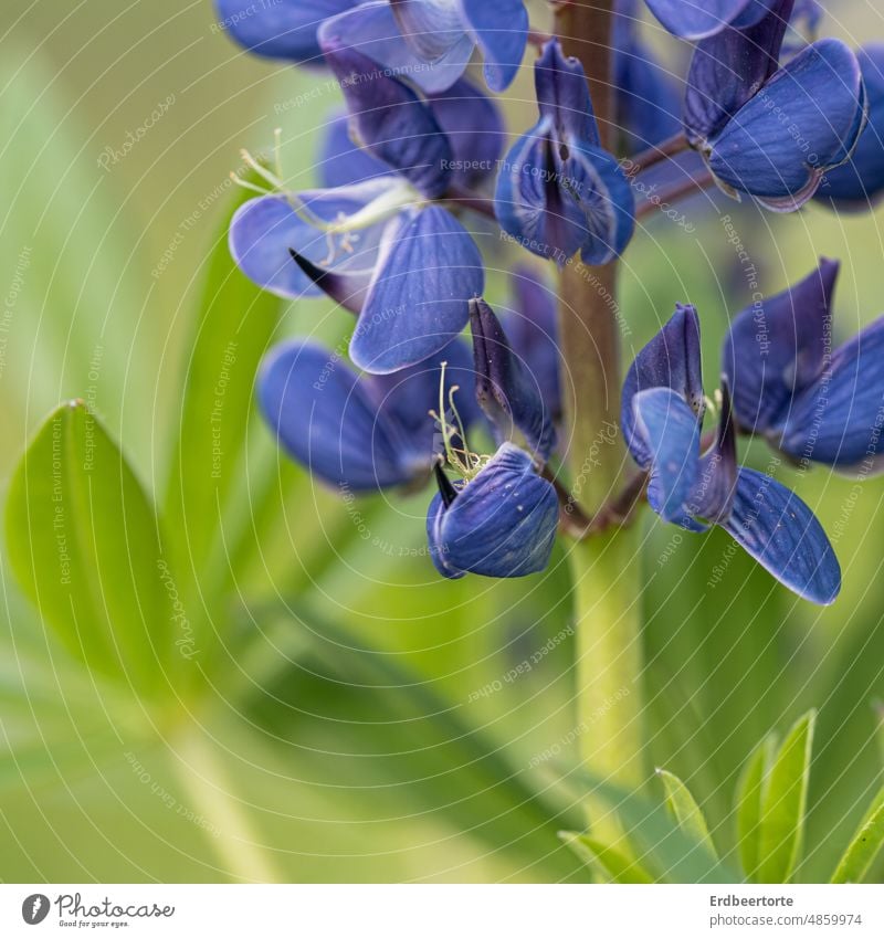 Lupine Blume Pflanze sommer lila grün Natur violett Blühend Farbfoto Außenaufnahme schön Wachstum Sommer Schwache Tiefenschärfe Duft Blüte Garten Flora