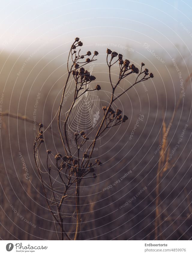 Spinnennetz im Sonnenaufgang spinne natur Sonnenaufgang - Morgendämmerung Außenaufnahme Natur Nahaufnahme nebel herbst morgen braun blume Vergänglichkeit winter